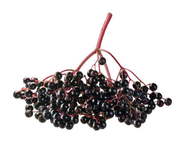 sambuco - elderberry foto e immagini stock