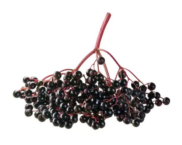 Black elderberries on white background