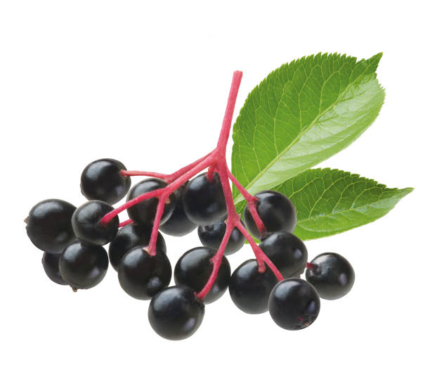 Elderberry Black elderberries with two leaves elder plant stock pictures, royalty-free photos & images