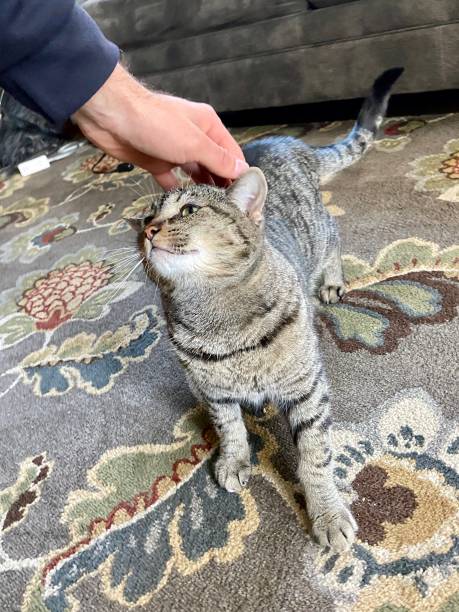 istock Happy cat getting pet on the head 1356185292