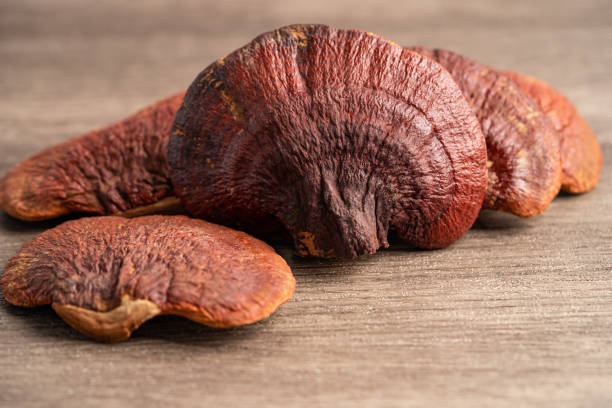 istock Dried lingzhi mushroom isolated on white background with clipping path. 1356185529