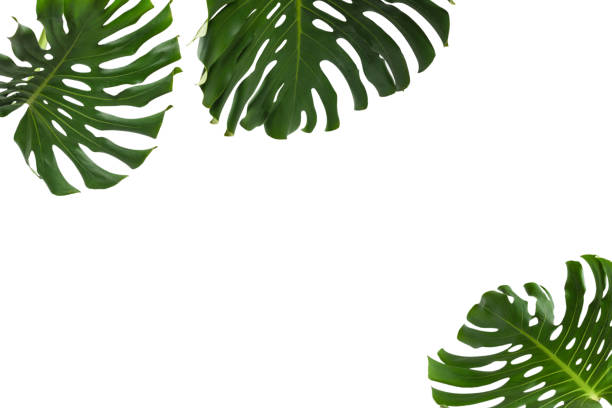 istock Green plant monstera on white background. 1356185668