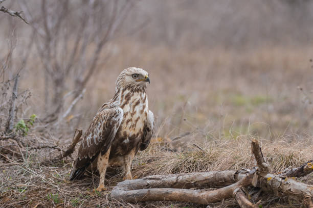 winter scene with birds of prey.. rough-legged buzzard, buteo lagopus. - rough legged hawk bird of prey hawk animals in the wild imagens e fotografias de stock