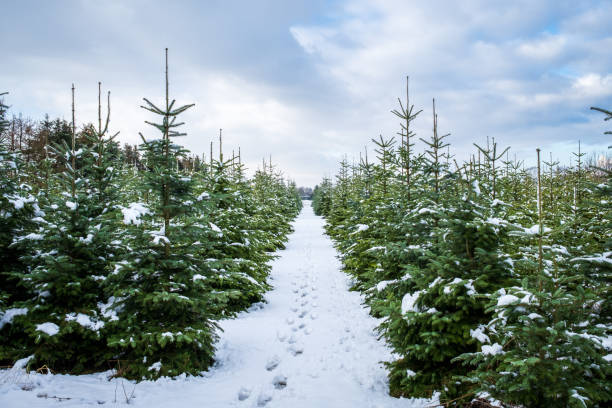 arrière-plan du paysage hivernal. un sentier avec des empreintes de pas mène à travers une pépinière avec de petits et grands sapins enneigés. ferme d’arbres de noël par une journée d’hiver nuageuse. - winter cold footpath footprint photos et images de collection