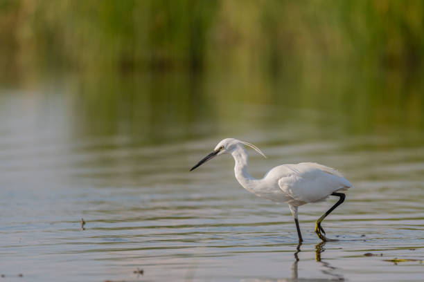 Little heron Egretta garzetta on the lake. Close up. side view.