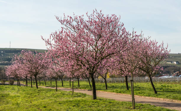 istock Almond blossom in the Palatinate 1356187141