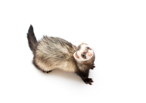 Cute ferret lay down on the couch to rest. Funny ferret is lying on beige blanket, ferret at home, pet ferret.