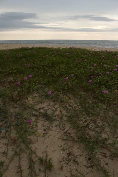 istock flower plants by the sea in Aleppey 1356187227