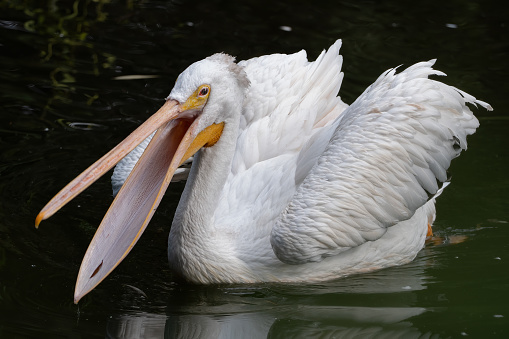 American White Pelican (Pelecanus erythrorhynchos) in the lake with beak open, large aquatic soaring bird in the family: Pelecanidae.