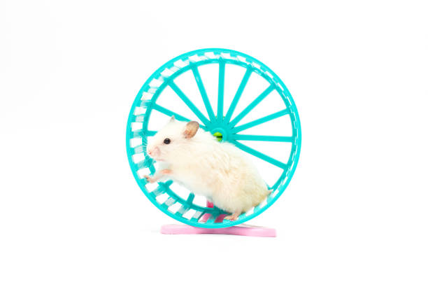 istock Hamster in a wheel over white background 1356188036