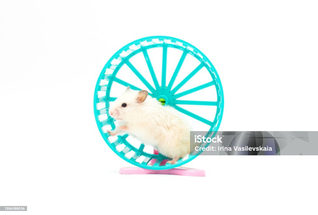 Hamster in a wheel over white background Wheel Stock Photo