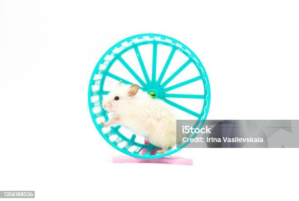 Hamster In A Wheel Over White Background Stock Photo - Download Image Now - Wheel, Gerbil, Hamster