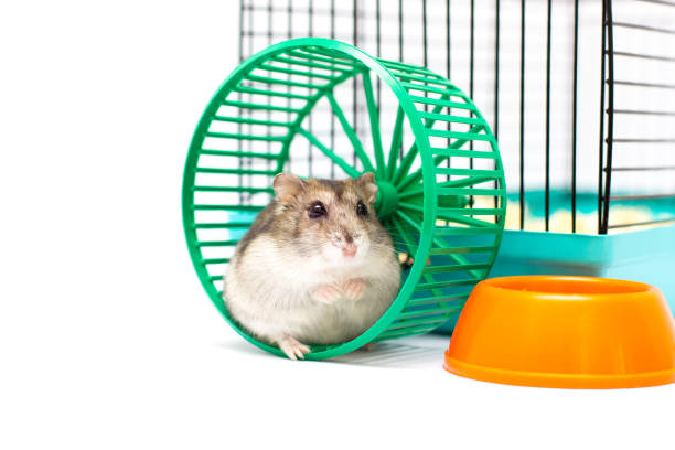 istock hamster running in the wheel 1356188323