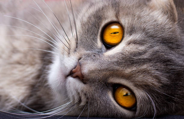 istock Cat portrait grey scottish fold orange eyes 1356188674