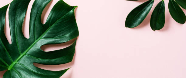 istock Tropical palm leaf frame on pink background with copy space. Flat lay. Top view. Summer or spring nature concept. 1356188833
