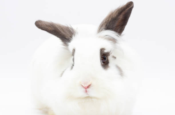 istock Young Dalmatian rabbit, 3 months old, against white background 1356188944