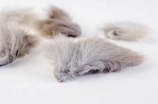Tangled lumps of cat hair on a white background. Gray Matted hair in cats. Selective focus.