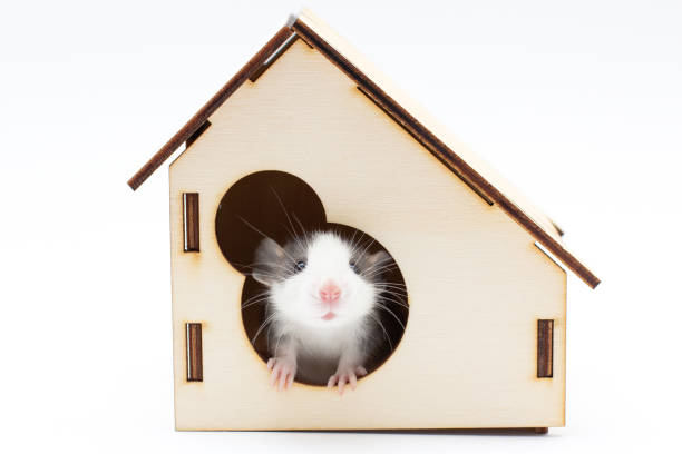 Decorative Dumbo rat sits on white background, front view. Animal themes