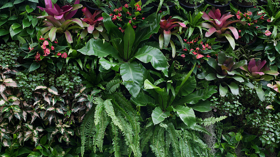 Vertical garden nature backdrop, living green wall of bird's nest fern, sword fern, bromeliads, Anthurium, caricature plant and various types  tropical rainforest foliage plants on dark background.