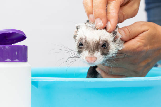 istock Ferret (polecat) wash in water on a white background 1356190060