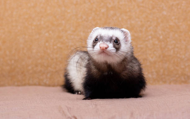 istock The cute funny ferret portrait 1356190164