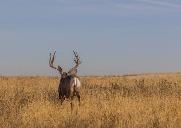 istock Mule Deer Buck in Autumn in Colorado 1356191356