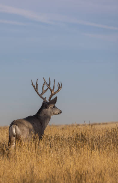 istock Mule Deer Buck in Autumn in Colorado 1356191358