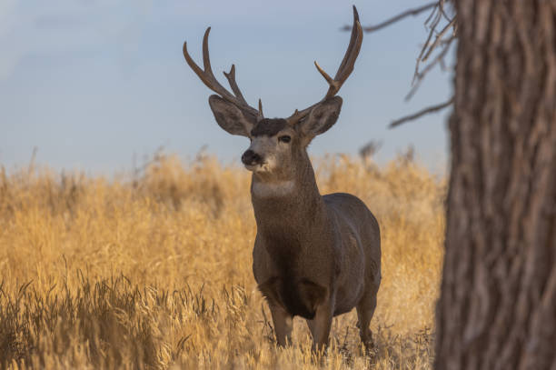istock Mule Deer Buck in Autumn in Colorado 1356191404