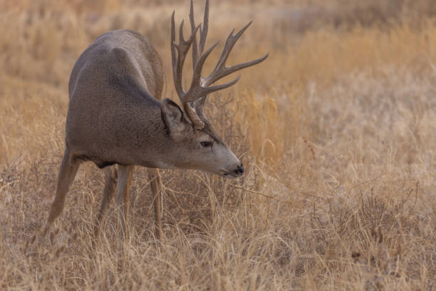 istock Mule Deer Buck in Autumn in Colorado 1356191460