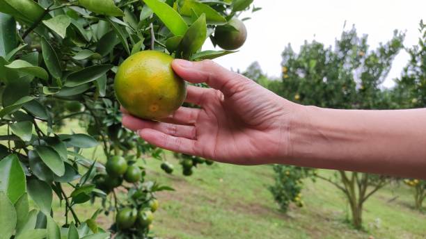 istock Photo of hand picking orange 1356192113