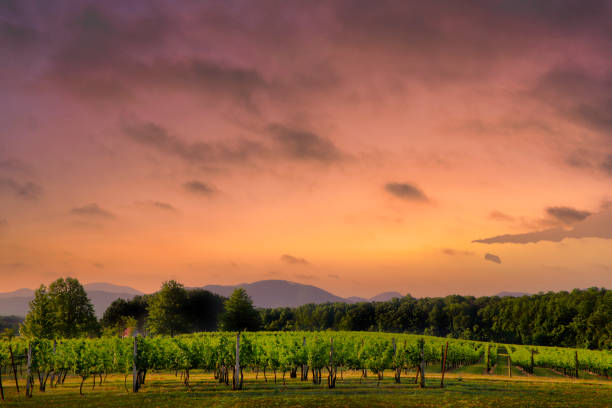 istock Virginia Winery Near Blue Ridge Mountain Parkway 1356192137