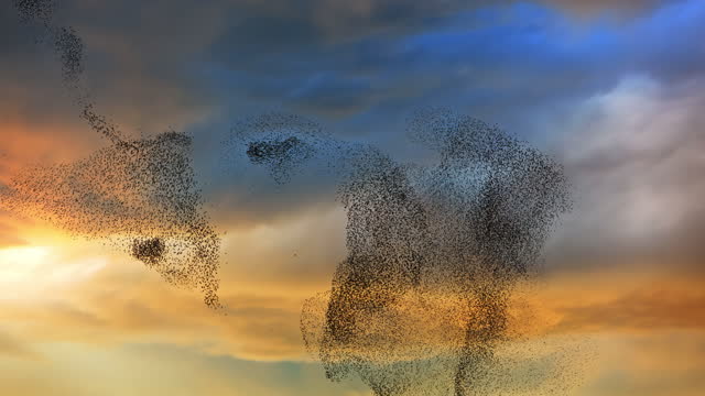 Starlings swarming and swirling in sunset sky