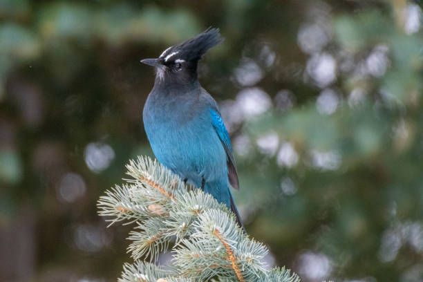 istock Steller's Jay perched on a pine tree - Frisco - Colorado - USA 1356192573