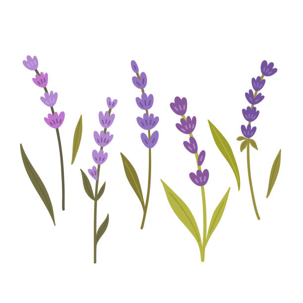 illustrations, cliparts, dessins animés et icônes de branches de lavande - lavender isolated lavender coloured environment