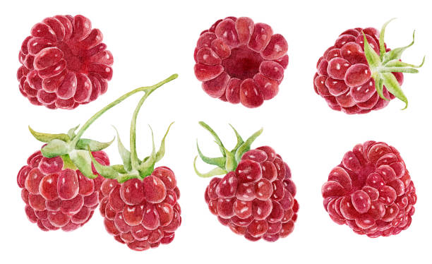 набор акварельной малины выделен на белом фоне. - raspberry stock illustrations