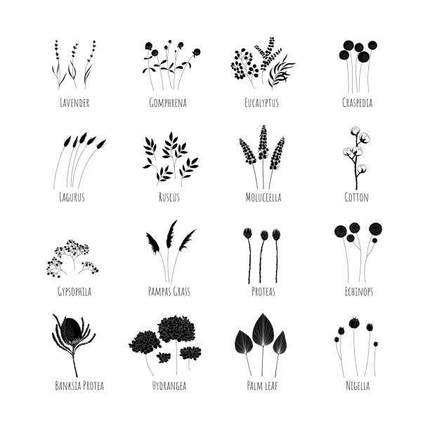 Set of silhouettes of dried flowers. Vector illustration Set of silhouettes of dried flowers. Vector illustration gypsophila stock illustrations