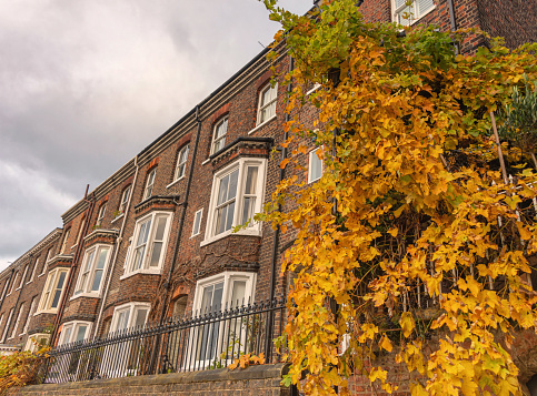 York, UK.  November 19, 2021.  A row of terraced town houses and a tree with autumn leaves in the foreground.  There is a brick wall with wrought iron railings in front.
