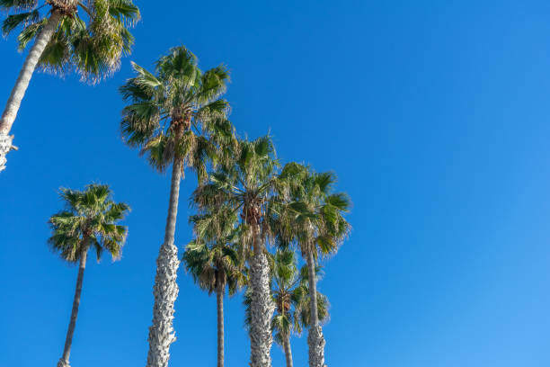 istock Low angel view of tall palm trees with clear blue sky 1356196509