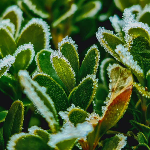 nahaufnahme der gefrorenen blätter von pflanzensträuchern an einem kalten wintermorgen - 16642 stock-fotos und bilder