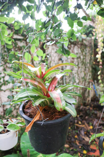 istock Bromeliad, Aechmea fasciata or Urn Plant or BROMELIACEAE 1356197645
