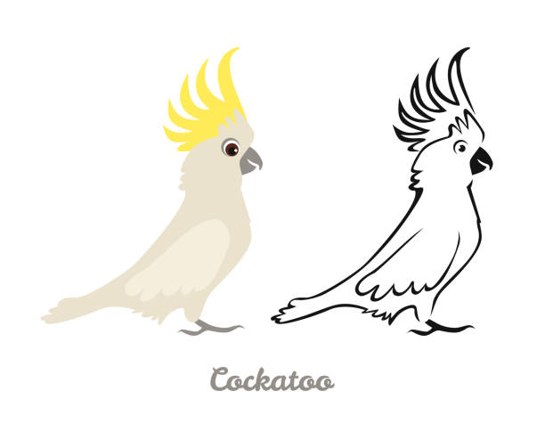 Cockatoo set. Black and white silhouette of Australian bird and color flat illustration. Parrot vector icons. Cockatoo set. Black and white silhouette of Australian bird and color flat illustration. Parrot vector icons. parrot silhouette stock illustrations