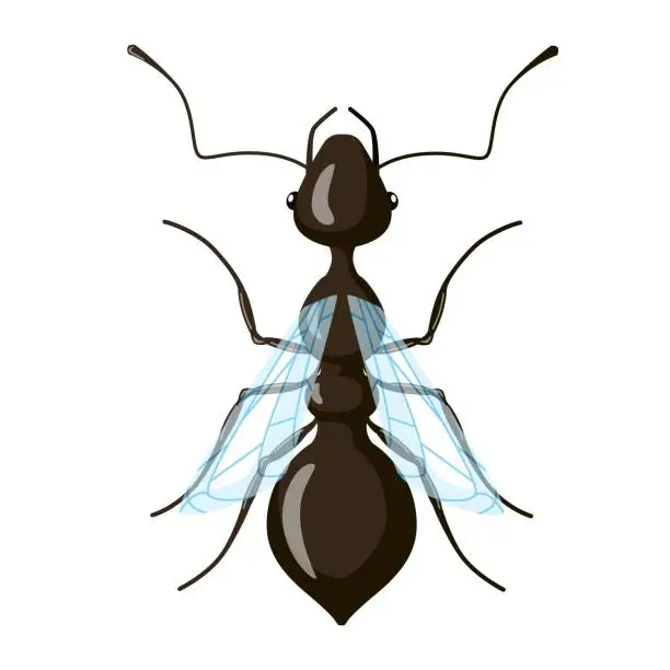 Vector illustration of Male ant isolated on white background. Class distribution of insects.