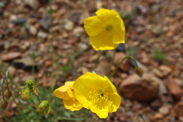 istock Blooming yellow poppy wild flower 1356198275
