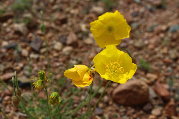 istock Blooming yellow poppy wild flower 1356198303