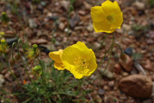 istock Blooming yellow poppy wild flower 1356198307