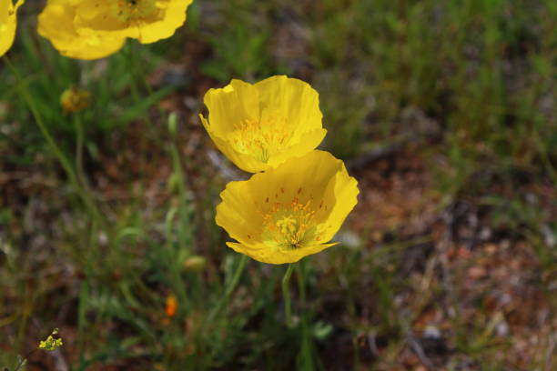 istock Blooming yellow poppy wild flower 1356198322