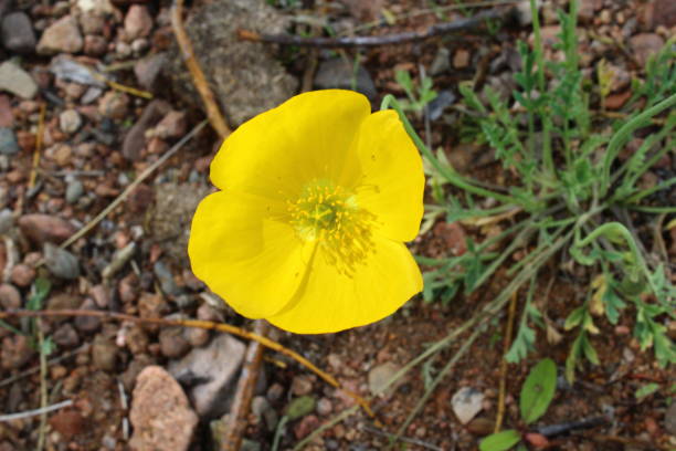 Papaver nudicaule, the Iceland poppy, is a boreal flowering plant