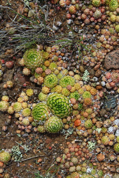 istock Houseleeks common name liveforever is succulent perennials 1356198448
