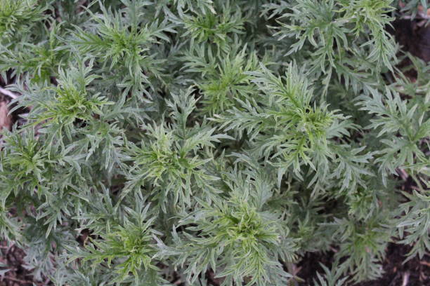istock Green summer stinging nettle  or urtica 1356199177