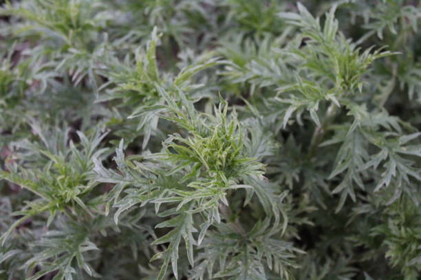 istock Green summer stinging nettle  or urtica 1356199187